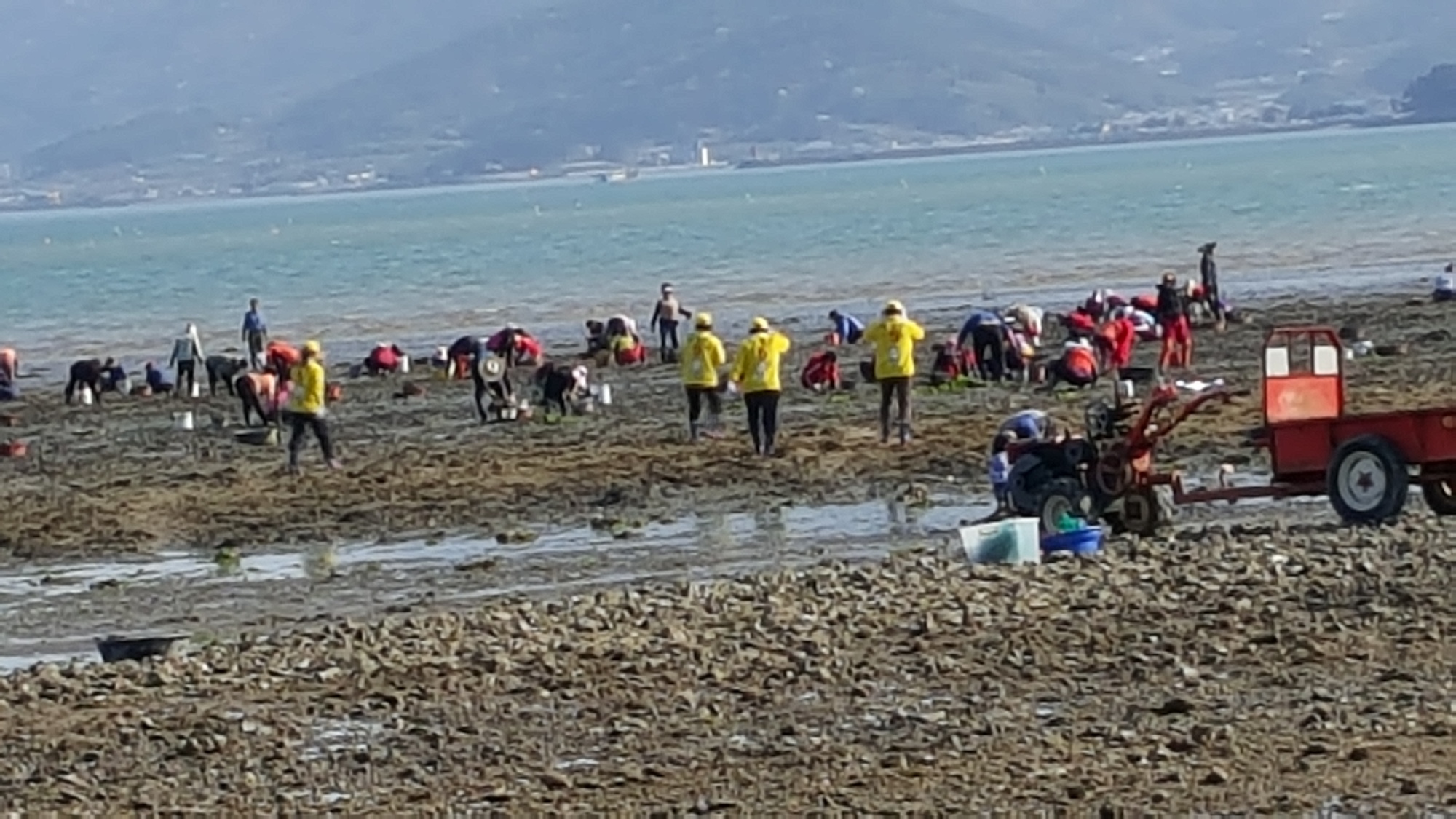 명도그 캠핑장 앞 바지락 체험 